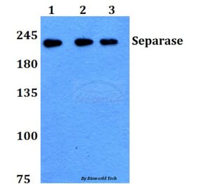 Anti-Separase (A795) Antibody from Bioworld Technology (BS1710) - Antibodies.com