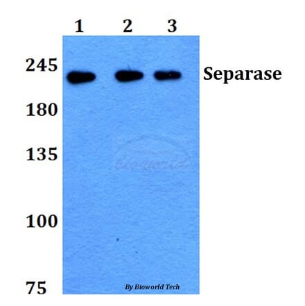 Anti-Separase (A795) Antibody from Bioworld Technology (BS1710) - Antibodies.com