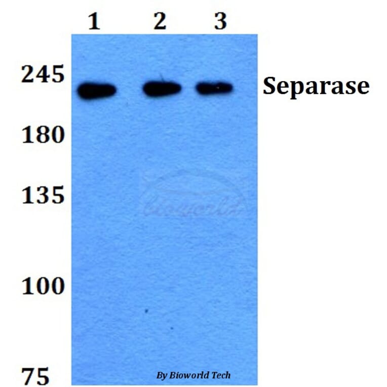 Anti-Separase (A795) Antibody from Bioworld Technology (BS1710) - Antibodies.com
