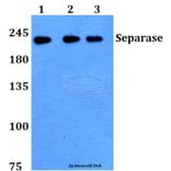 Anti-Separase (A795) Antibody from Bioworld Technology (BS1710) - Antibodies.com