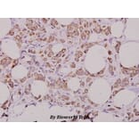 Anti-Separase (A795) Antibody from Bioworld Technology (BS1710) - Antibodies.com