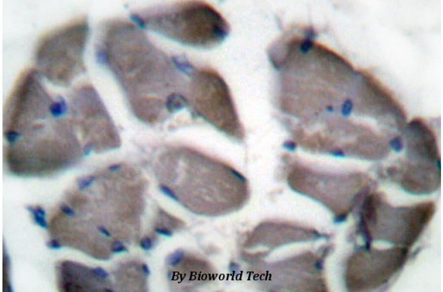 Anti-Desmin (I448) Antibody from Bioworld Technology (BS1712) - Antibodies.com