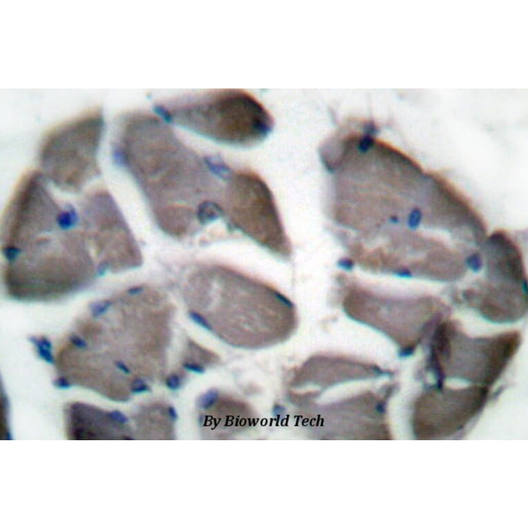 Anti-Desmin (I448) Antibody from Bioworld Technology (BS1712) - Antibodies.com