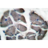 Anti-Desmin (I448) Antibody from Bioworld Technology (BS1712) - Antibodies.com
