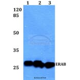 Anti-ERAB (E135) Antibody from Bioworld Technology (BS1713) - Antibodies.com