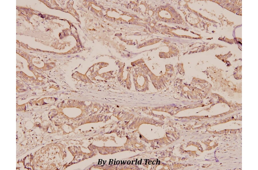 Anti-ERAB (E135) Antibody from Bioworld Technology (BS1713) - Antibodies.com