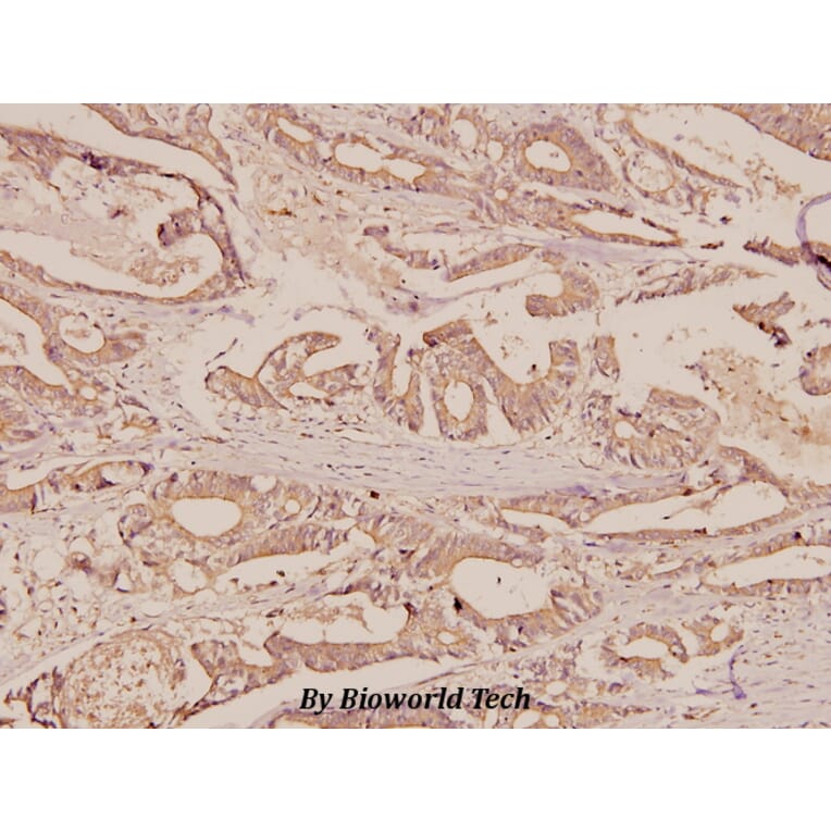 Anti-ERAB (E135) Antibody from Bioworld Technology (BS1713) - Antibodies.com