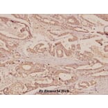 Anti-ERAB (E135) Antibody from Bioworld Technology (BS1713) - Antibodies.com