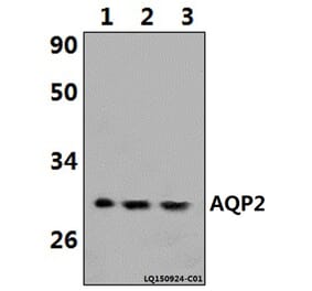 Anti-AQP2 (R252) Antibody from Bioworld Technology (BS1718) - Antibodies.com