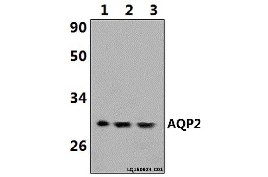 Anti-AQP2 (R252) Antibody from Bioworld Technology (BS1718) - Antibodies.com