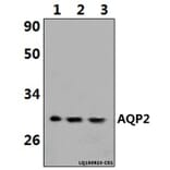 Anti-AQP2 (R252) Antibody from Bioworld Technology (BS1718) - Antibodies.com
