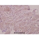 Anti-AQP2 (R252) Antibody from Bioworld Technology (BS1718) - Antibodies.com