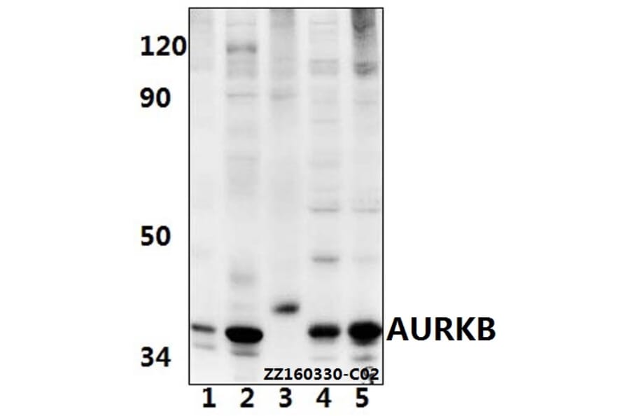 Anti-AURKB (Y8) Antibody from Bioworld Technology (BS1722) - Antibodies.com