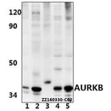 Anti-AURKB (Y8) Antibody from Bioworld Technology (BS1722) - Antibodies.com