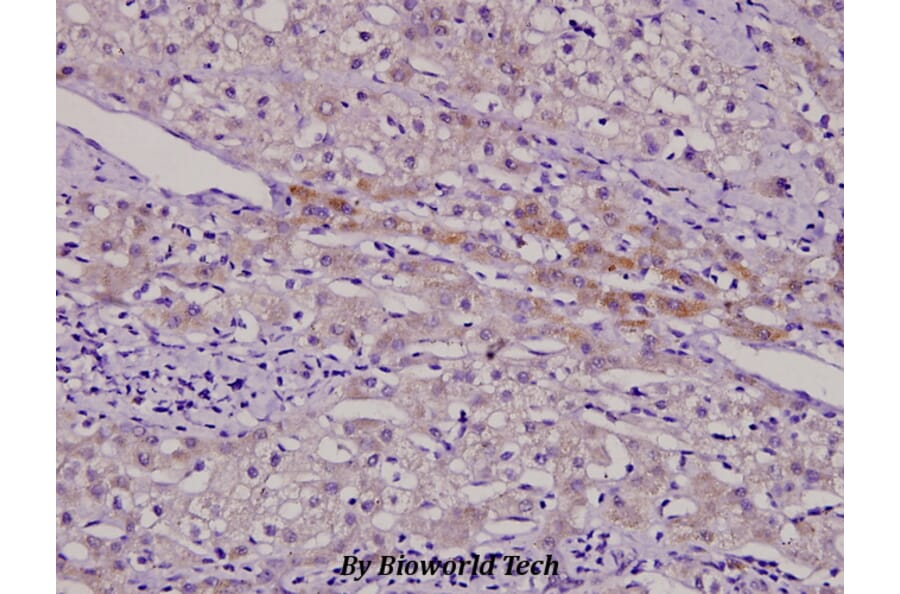 Anti-AURKB (Y8) Antibody from Bioworld Technology (BS1722) - Antibodies.com