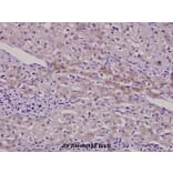 Anti-AURKB (Y8) Antibody from Bioworld Technology (BS1722) - Antibodies.com