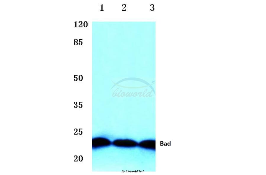 Anti-Bad (P130) Antibody from Bioworld Technology (BS1724) - Antibodies.com