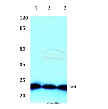 Anti-Bad (P130) Antibody from Bioworld Technology (BS1724) - Antibodies.com