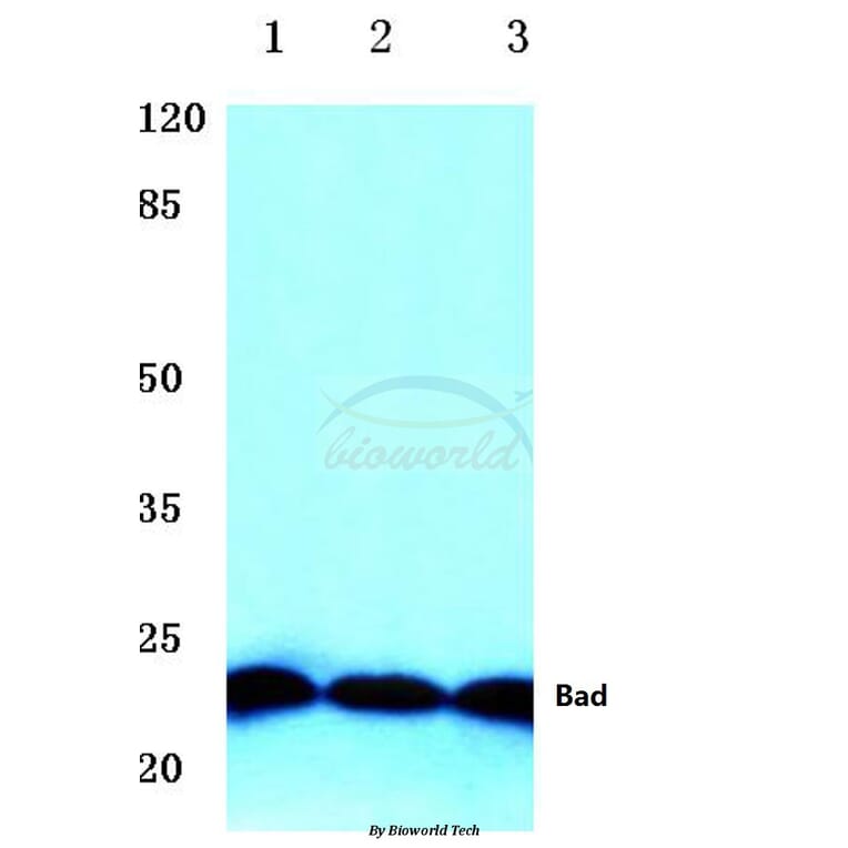 Anti-Bad (P130) Antibody from Bioworld Technology (BS1724) - Antibodies.com
