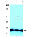 Anti-Bad (P130) Antibody from Bioworld Technology (BS1724) - Antibodies.com