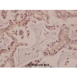 Anti-Bad (P130) Antibody from Bioworld Technology (BS1724) - Antibodies.com