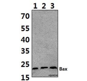 Anti-Bax (S163) Antibody from Bioworld Technology (BS1725) - Antibodies.com