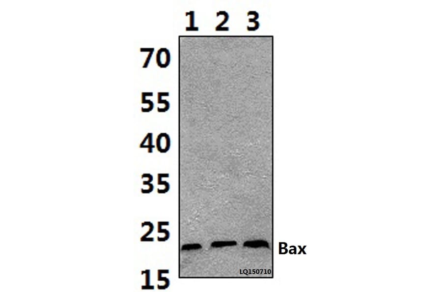 Anti-Bax (S163) Antibody from Bioworld Technology (BS1725) - Antibodies.com