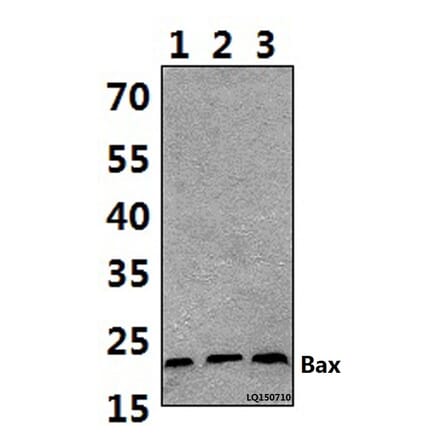 Anti-Bax (S163) Antibody from Bioworld Technology (BS1725) - Antibodies.com
