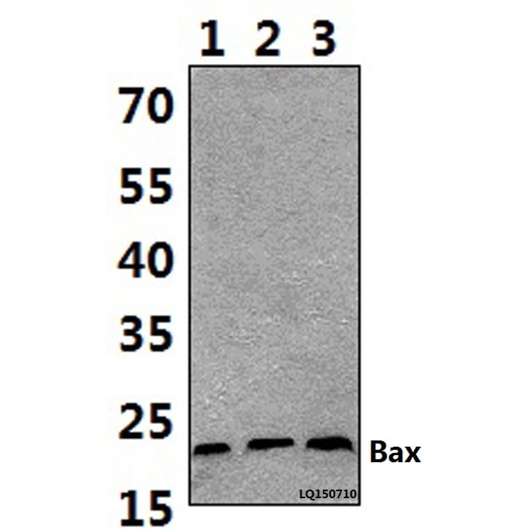 Anti-Bax (S163) Antibody from Bioworld Technology (BS1725) - Antibodies.com