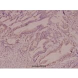 Anti-CaMKIα (S173) Antibody from Bioworld Technology (BS1728) - Antibodies.com