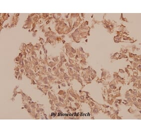 Anti-Caspase 1 (K372) Antibody from Bioworld Technology (BS1730) - Antibodies.com