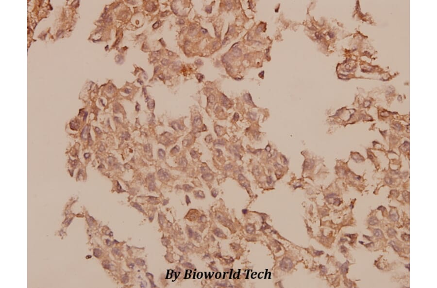 Anti-Caspase 1 (K372) Antibody from Bioworld Technology (BS1730) - Antibodies.com