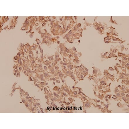 Anti-Caspase 1 (K372) Antibody from Bioworld Technology (BS1730) - Antibodies.com