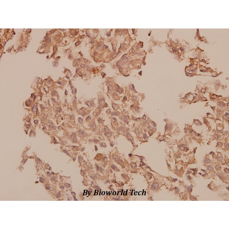 Anti-Caspase 1 (K372) Antibody from Bioworld Technology (BS1730) - Antibodies.com