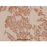 Anti-Caspase 1 (K372) Antibody from Bioworld Technology (BS1730) - Antibodies.com
