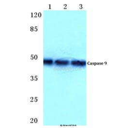 Anti-Caspase 9 (R192) Antibody from Bioworld Technology (BS1731) - Antibodies.com