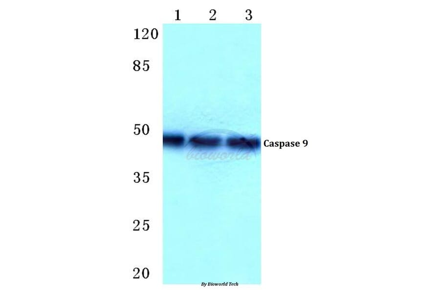 Anti-Caspase 9 (R192) Antibody from Bioworld Technology (BS1731) - Antibodies.com