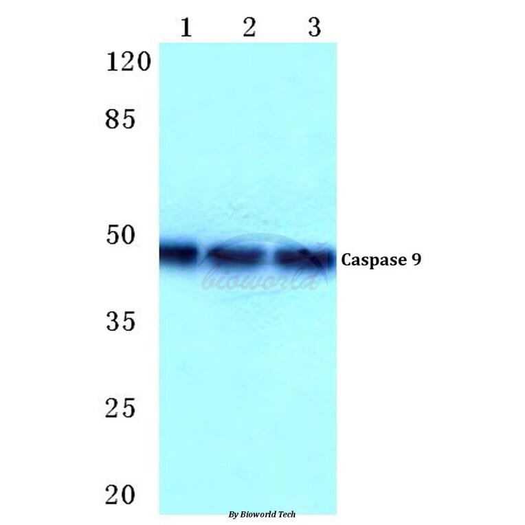 Anti-Caspase 9 (R192) Antibody from Bioworld Technology (BS1731) - Antibodies.com