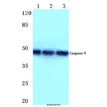 Anti-Caspase 9 (R192) Antibody from Bioworld Technology (BS1731) - Antibodies.com