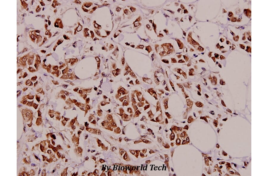 Anti-Caspase 9 (R192) Antibody from Bioworld Technology (BS1731) - Antibodies.com
