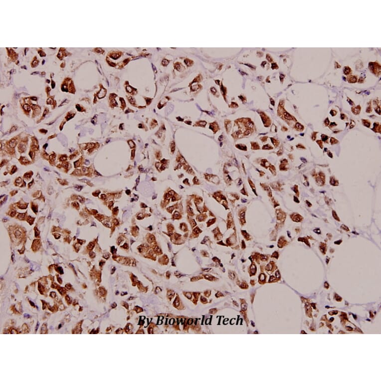 Anti-Caspase 9 (R192) Antibody from Bioworld Technology (BS1731) - Antibodies.com