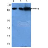 Anti-Catenin-β (G650) Antibody from Bioworld Technology (BS1732) - Antibodies.com