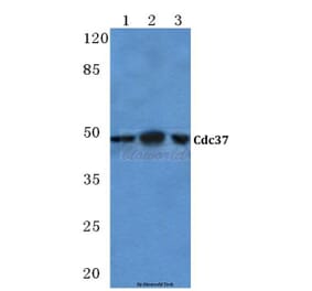 Anti-Cdc37 (H9) Antibody from Bioworld Technology (BS1735) - Antibodies.com