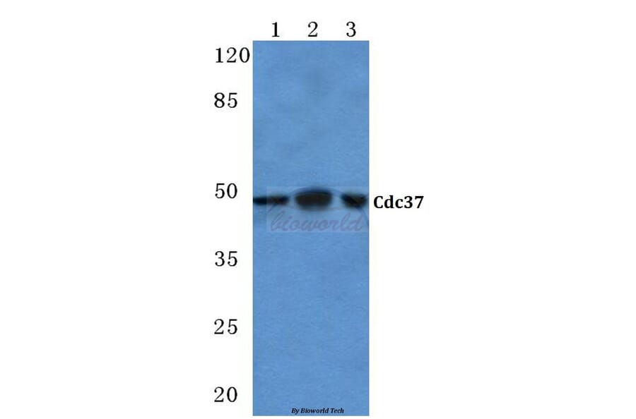 Anti-Cdc37 (H9) Antibody from Bioworld Technology (BS1735) - Antibodies.com
