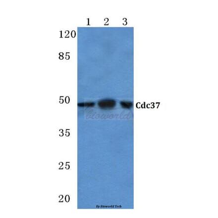 Anti-Cdc37 (H9) Antibody from Bioworld Technology (BS1735) - Antibodies.com