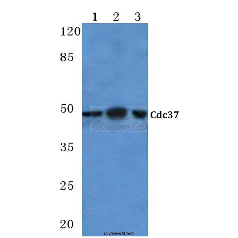 Anti-Cdc37 (H9) Antibody from Bioworld Technology (BS1735) - Antibodies.com