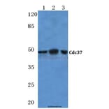 Anti-Cdc37 (H9) Antibody from Bioworld Technology (BS1735) - Antibodies.com