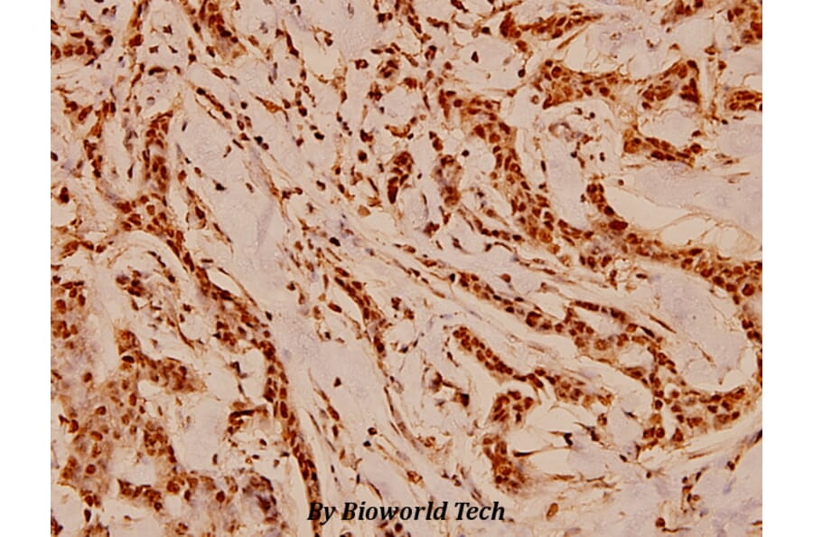 Anti-Cdc37 (H9) Antibody from Bioworld Technology (BS1735) - Antibodies.com