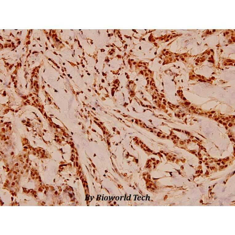 Anti-Cdc37 (H9) Antibody from Bioworld Technology (BS1735) - Antibodies.com