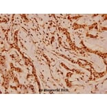 Anti-Cdc37 (H9) Antibody from Bioworld Technology (BS1735) - Antibodies.com